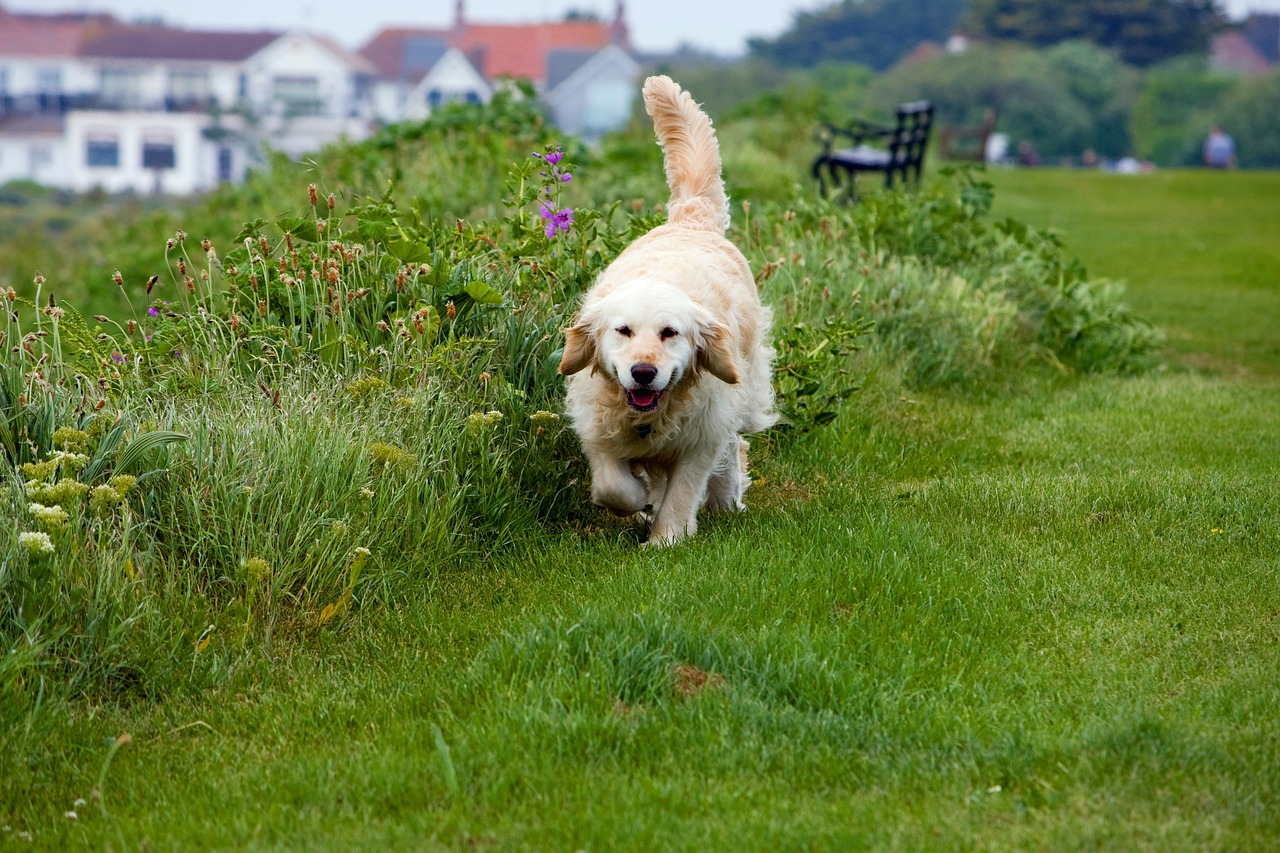 golden retriever, dog, canine